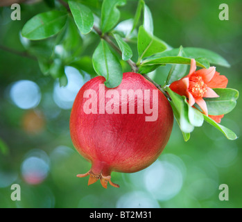 Ripe pomegranate on the branch. The foliage on the background. Stock Photo