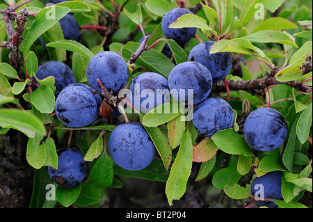 Sloe or blackthorn tree, Prunus spinosa. Handcoloured copperplate ...