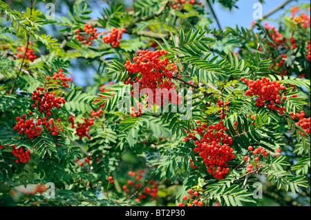 Red berries of European Rowan / mountain ash (Sorbus aucuparia) Stock Photo