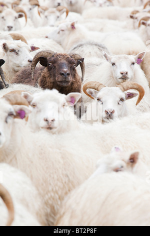 Black sheep amongst white Icelandic sheep. Stock Photo