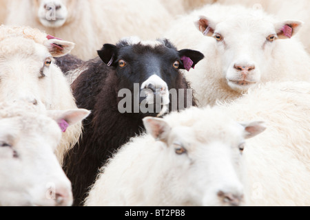 Black sheep amongst white Icelandic sheep. Stock Photo