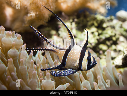 Bangaii Cardinal Pterapogon kauderni fish in marine aquarium Stock Photo