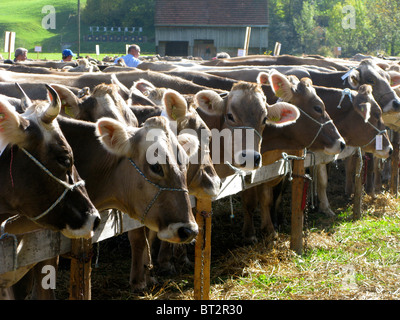 many cows Switzerland cattle agricultural fair Stock Photo