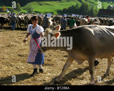 cows Switzerland cattle agricultural fair Stock Photo