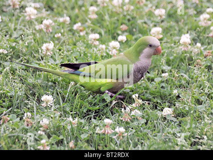 A Monk Parakeet bird(Myiopsitta monachus)  also known as 'Quaker Parrot' Stock Photo