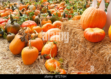 Halloween pumpkin patch, Santa Ynez Valley, California, United States of America Stock Photo