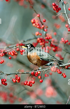 American Robin (Turdus migratorius) perched in crabapple tree with ripening red crabapples in fall, Midwest USA Stock Photo