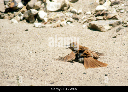 Brown Thrasher (Toxostoma rufum) taking a dust bath on the hot sand In in the heat of July, Missouri USA Stock Photo