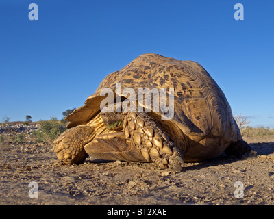 Mountain or leopard tortoise (Geochelone pardalis), Kgalagadi Transfrontier Park, South Africa Stock Photo