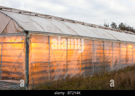 Greenhouses growing vegetables heated by geothermal heat near Geysir in Iceland. Stock Photo