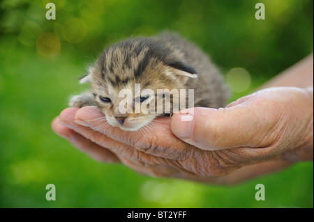 Hands of senior holding little kitten Stock Photo