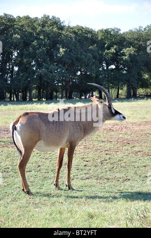 Hippotragus Bluebuck antelope Stock Photo