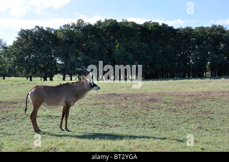 Hippotragus Bluebuck antelope Stock Photo