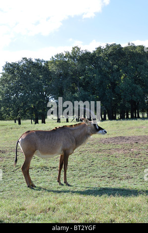 Hippotragus Bluebuck antelope Stock Photo