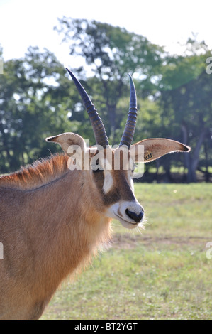 Hippotragus Bluebuck antelope Stock Photo