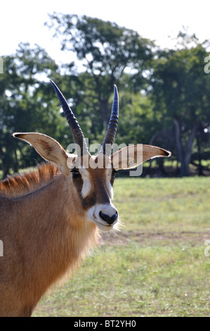 Hippotragus Bluebuck antelope Stock Photo