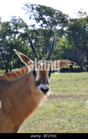 Hippotragus Bluebuck antelope Stock Photo