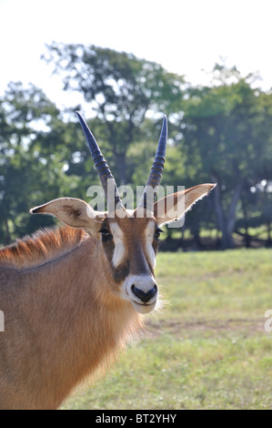 Hippotragus Bluebuck antelope Stock Photo