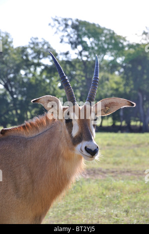 Hippotragus Bluebuck antelope Stock Photo