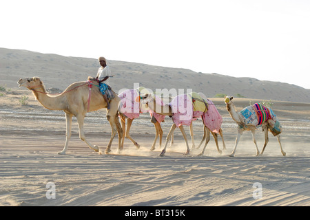 Camel train passing through the sand dunes at Mintrib on the edge of the Wahibah Sands, Oman. Stock Photo