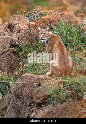 Lynx pardinus in a wild life park Stock Photo