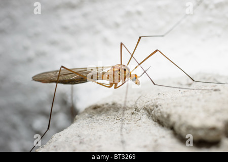 Close up photo of a daddy long legs (Crane fly)