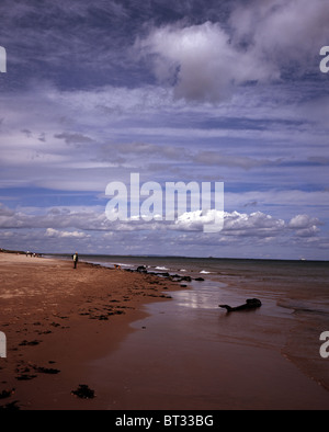 The sandy beach at Beadnell Bay looking north Bamburgh Castle in the far distance Northumberland England Stock Photo