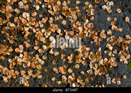 Yellow autumn leaves on a stone surface Stock Photo