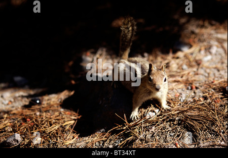 Chipmunk Trap, Crater Lake National Park area, Oregon. We s…