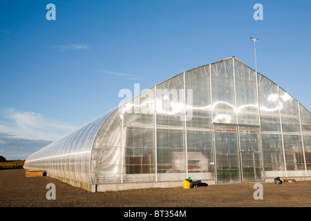 A greenhouse for growing trees in Egilsstadir, Iceland, heated by geothermal energy. Stock Photo