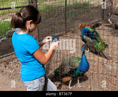 CHildren feed Peacock at petting zoo. Stock Photo