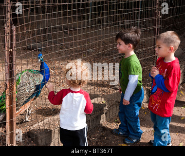 CHildren feed Peacock at petting zoo. Stock Photo