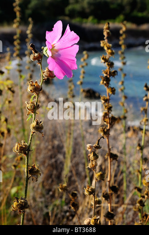 Hollyhock ( Alcea ) pink flower, sea in background, Silba Island, Croatia Stock Photo