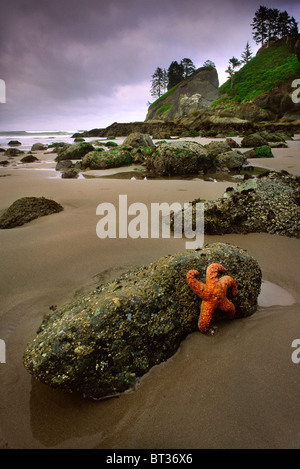 Starfish on a rock in Olympic national park at low tide, near Point of the Arches on Shi Shi Beach Stock Photo