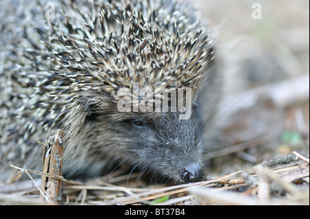 Western European hedgehog (Erinaceus europaeus) - portrait Stock Photo