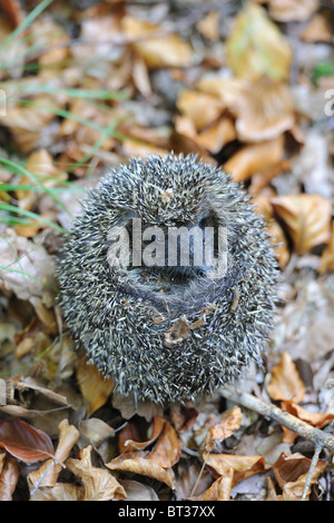 Western European hedgehog (Erinaceus europaeus) unrolling itself Stock Photo