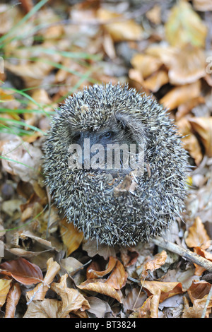Western European hedgehog (Erinaceus europaeus) unrolling itself Stock Photo