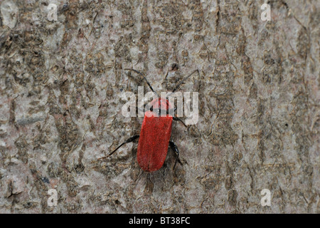 Pyrrhydium sanguineum longhorn beetle (Pyrrhidium sanguineum) bark & wood boring beetle Stock Photo