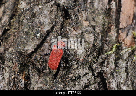 Pyrrhydium sanguineum longhorn beetle (Pyrrhidium sanguineum) bark & wood boring beetle Stock Photo