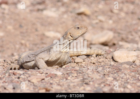 Egyptian Mastigure (Uromastyx aegyptia), AKA Leptien's Mastigure, or Egyptian dab lizard. Stock Photo