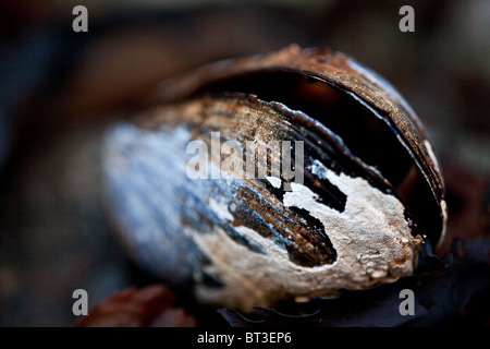 Blue mussel, Mytilus edulis, at the coastline if the Oslofjord at Larkollen in Rygge, Norway. Stock Photo