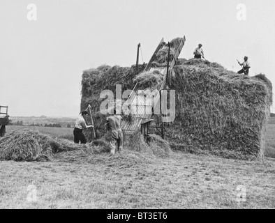 Vintage farming images from 1930's a binder working in the fields and later the making of a haystack Stock Photo