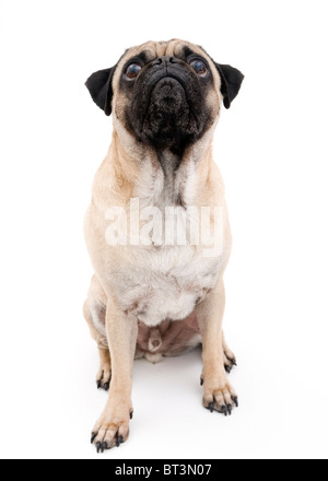 pug looking up isolated on white background Stock Photo - Alamy