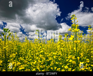 Agricultural landscape of canola or rapeseed farm field in Manitoba, Canada Stock Photo