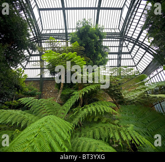 Tree ferns in tropical greenhouses of the natural history Museum, Paris. Fougères arborescentes (Jardin des Plantes, à Paris) Stock Photo
