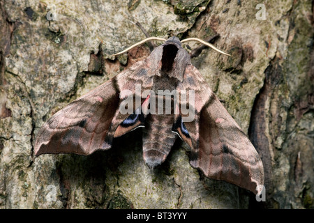 Eyed Hawk-moth Smerinthus ocellata Stock Photo