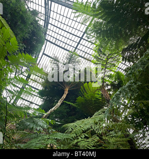 Tree ferns in tropical greenhouses of the natural history Museum, Paris. Fougères arborescentes (Jardin des Plantes à Paris) Stock Photo