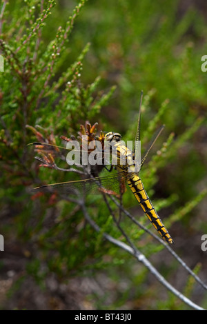 Female Black-tailed skimmer orthetrum cancellatum, New Forest, England Stock Photo