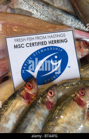 Fresh Hastings fish Marine Stewardship Council certified sustainable herring on sale at Rock-a-Nore Fisheries The Stade Hastings Stock Photo