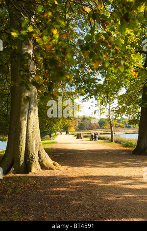 The causeway and autumn beech trees between Pen Ponds in Richmond Park, Surrey, Uk
